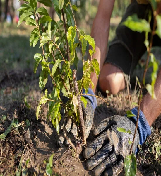 Cultivation and Processing of Forest Products